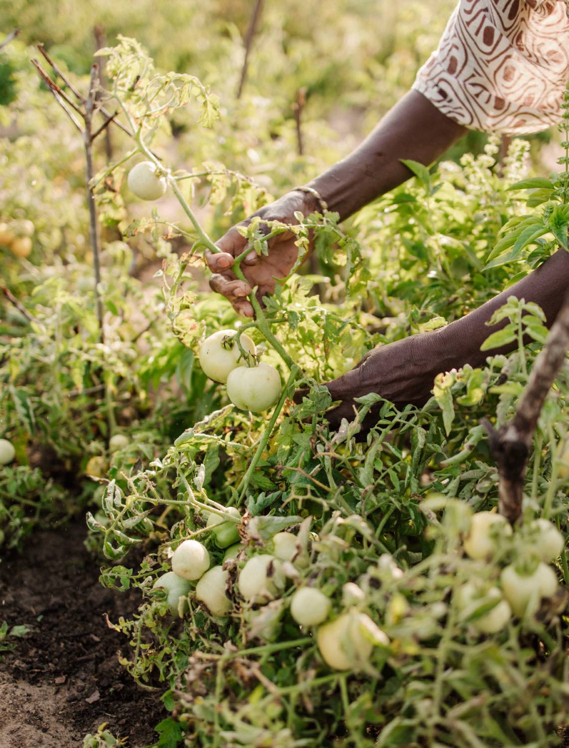 a woman's hands tending to plants at Club Med green week